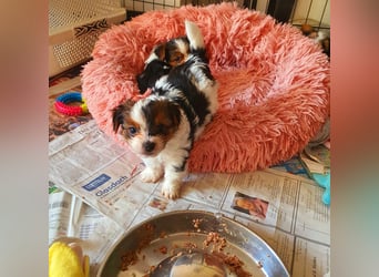 Biewer Yorkshire Terrier, Welpe,Rüde, reinrassig sehr selten