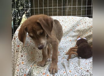 Peanut möchte bald in sein eigenes Zuhause umziehen