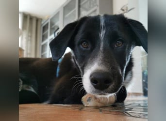 Zephyr sucht ein aktives Zuhause mit Abenteurern