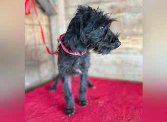 ❤️ süße kleine LEA - 6 Monate, 32cm/5,5kg - Schnauzer-Mix
