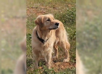 Tolle, liebevolle, aktive Traumhündin Nika, Golden Retriever