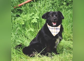 Cooper Y157 ist ein herziger Clown
