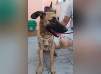 Zauberhafter Aladin sucht seine Familie oder eine liebevolle Pflegestelle