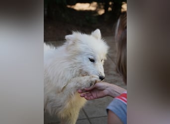 Romy SR – Kleine Schneeflocke mit großem Herzen