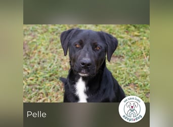 Pelle – verspielt, fröhlich und verträumt