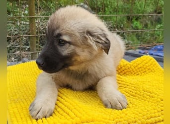 Suki ❤️ Süßes + liebes Welpenmädchen!