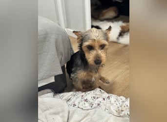Terry, sucht seine Menschen