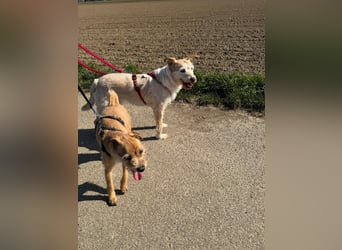 SANDY ❤️ ein liebevoller Gefährte, Pflegefamilie Elsdorf