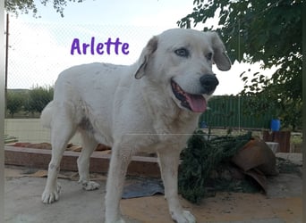 Arlette 09/2020 (ESP) - ruhige, noble und sanfte Herdenschutz-Mix Hündin!