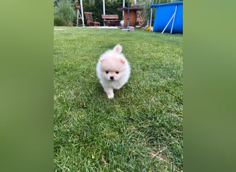 Süße Pomeranian Zwerkspitz Welpen 