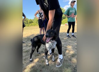 Süßfratz Bruno sucht sein Zuhause ❤️