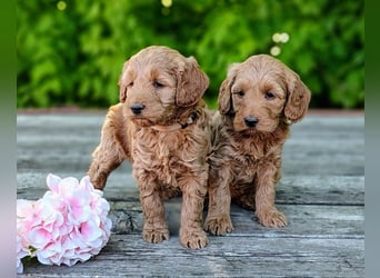 Welpen *Mini Goldendoodle F1b* (Labradoodle,Cockerpoo,Golden Retriever,Kleinpudel)