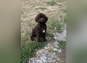 Lagotto Romagnolo – Hochwertige Welpen aus der registrierten Zuchtstätte King of the Truffles