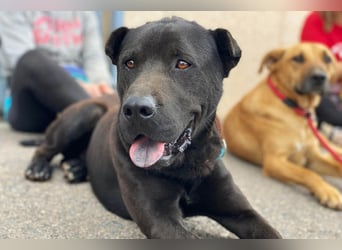 Perengano, traumhafter Shar Pei-Mix, freundlich verspielt und verkuschelt