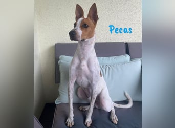 Pecas 05/2022 (in Deutschland) - verspielter, kleiner Bodeguero-Mix!