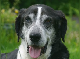 ♥LADI♥ am 13.7. bei "Tiere suchen ein Zuhause"-lieber, unkomplizierter und dankbarer Schmusebär 63cm