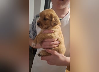 Golden Retriever Welpen