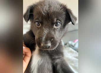 Süße Border Collie -Mudi mix Welpen