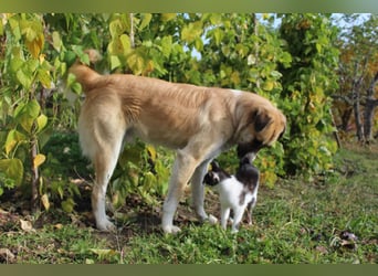 Schoßhund im XL-Format – Lukas will ankommen