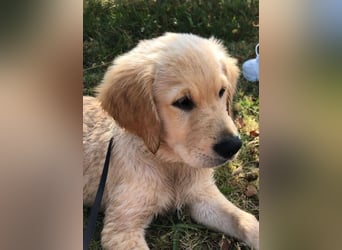 Golden Retriever Welpen/Creme x Dark Golden