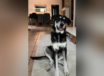 Raio sucht seinen Hof