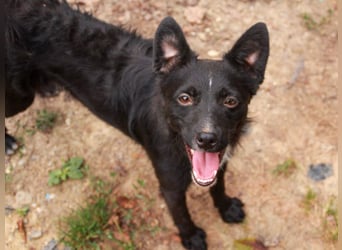 Verspielter ELVIS- sucht Zuhause für immer