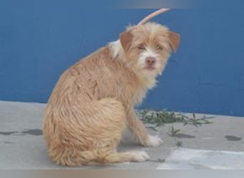 Big, ein kleiner Hund mit viel Energie und großem Kontaktbedürfnis