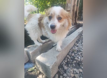 Toto  *auf Pflegestelle in 86850 Fischach*
