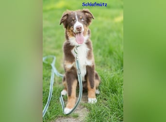 Australian Shepherd Welpen Rüden, ASCA