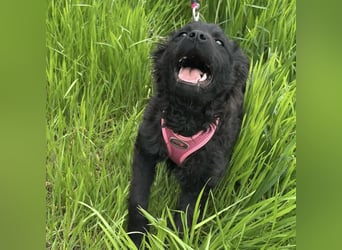 Wunderhübsche Bella sucht ein Zuhause