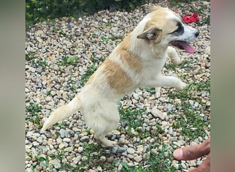 LEILA sucht eine Familie