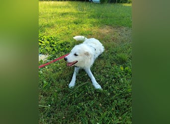 süße Retriever Mischlings Hündin Sally sucht ihre Menschen