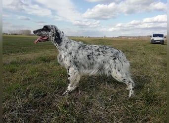 English setter Welpen (3 Rüden, 2 Hündinnen)