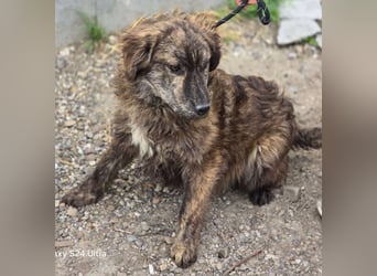Wunderschön gestromtes Hundekind *Ylva* sucht ihr Zuhause für immer
