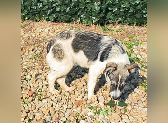 AMY hätte gerne ein Zuhause