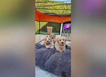 Maltipoo F 1 Welpen