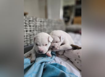 American Bulldog Welpen aus Hybrid/Standard Verpaarung ab Mitte Juni abzugeben, www.cocodin-bulls.de