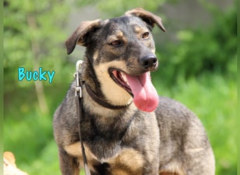 Bucky geb. 12/2021 - lustiger, aktiver und verspielter Outdoor-Begleiter!