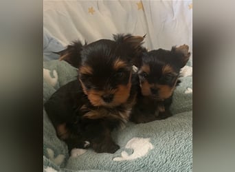 Yorkshire Terrier Welpen black and tan mit Ahnentafel