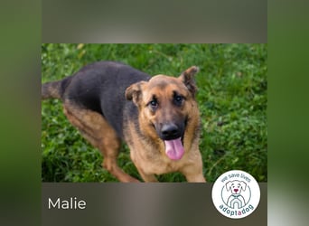 Malie – Aktive Hündin sucht Zuhause