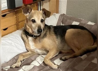 Rinky - sanfter Herzenshund sucht ein Happy End