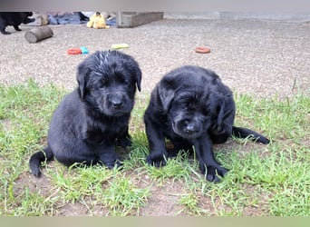 Labrador Welpen mit Ahnentafel