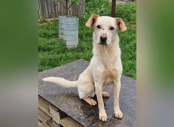 Casper (auf Pflegestelle Nähe Hannover)