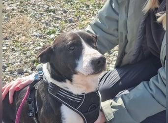 Lebensfreude pur trotz Handicap: Jack!