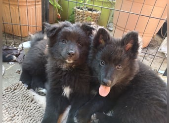 Spitz-Welpen aus liebevoller Hobbyzucht - Großspitz schwarz und grau - Deutsche Spitze