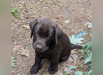Wunderschönen Labrador Rüden