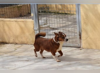 witziger, kleiner Kerl "Percy"
