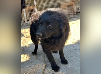 GORDI❤️liebes, verschmustes kroat. Schäferhund-Mix-Mädel