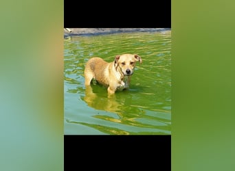 Fredi der perfekte Familienhund