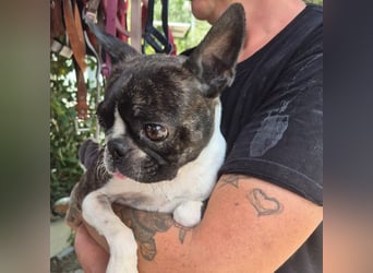 Diva - RESERVIERT -bietet Charme und Charakter, sucht aktives Zuhause mit Herz und Hundverstand